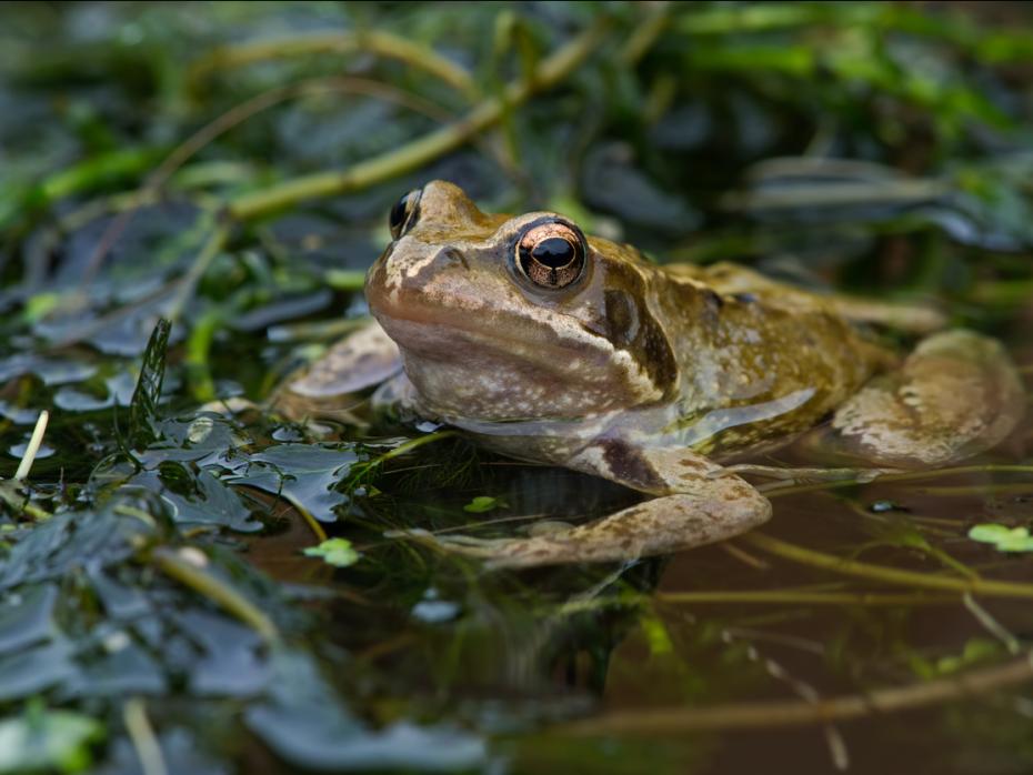 A frog in a pond