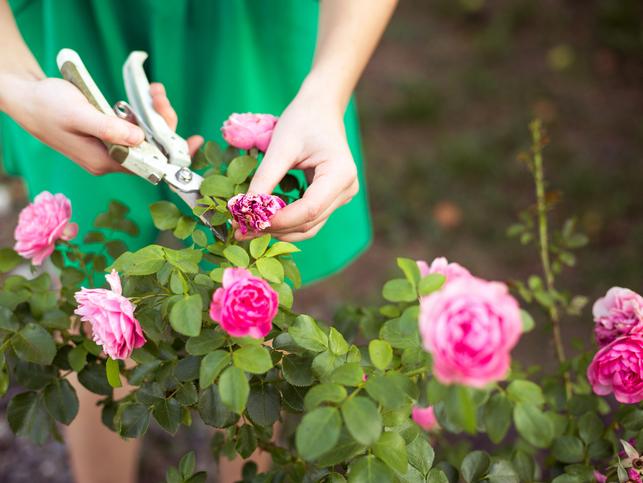 A gardener prunes flowers