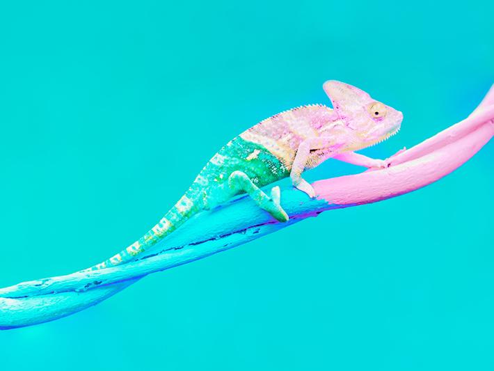 Chameleon illustrating change
