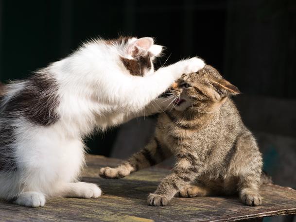 Kittens fight each other