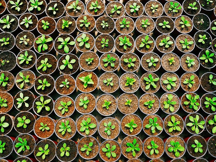 Overhead image of seedlings in pots