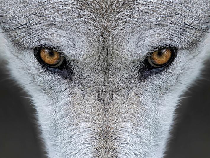 Close up of wolf