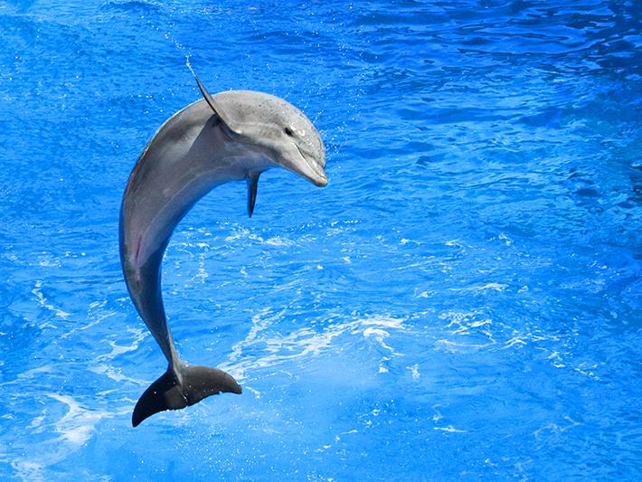 Dolphin jumping