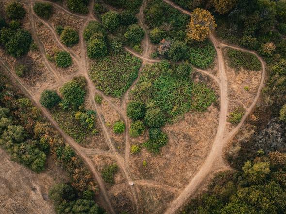 Birds-eye view of a forest with multiple paths leading through it