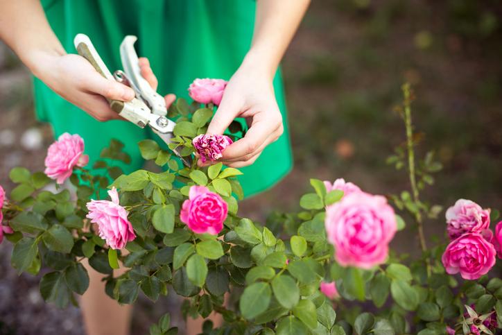 A gardener prunes flowers