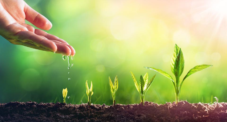 A hand watering some plants