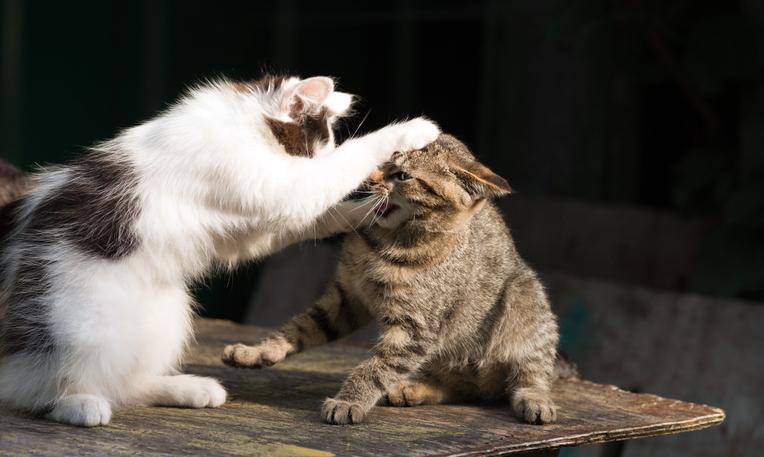 Kittens fight each other
