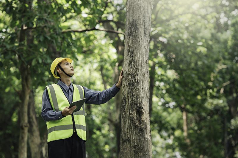 Male forestry officer in high-visibility gear looking at a tree