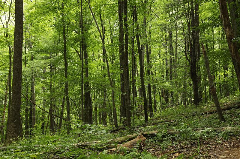 Forest in Virginia, US
