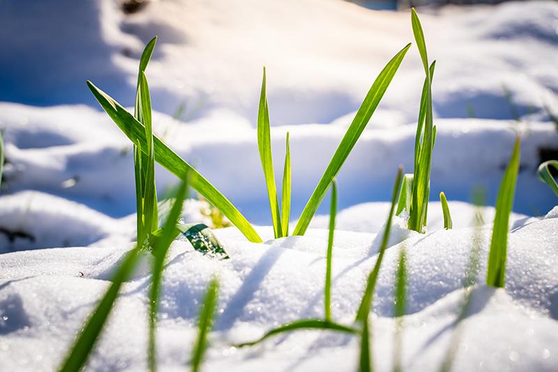 New shoots in snow