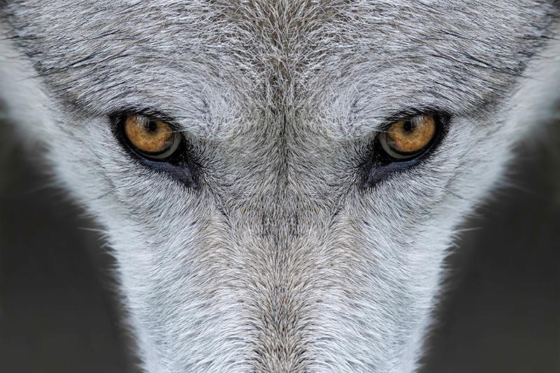 Close up of wolf