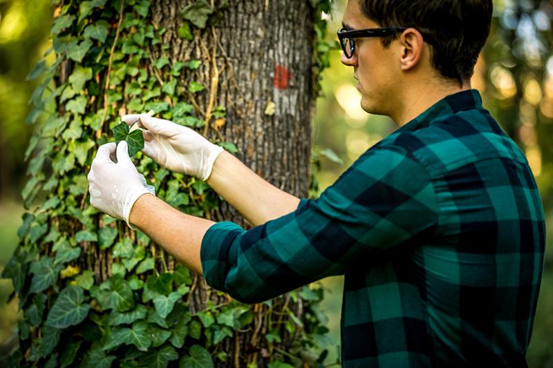 Male biologist studying ivy