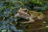 A frog in a pond
