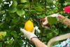 A farmer prunes a lemon tree